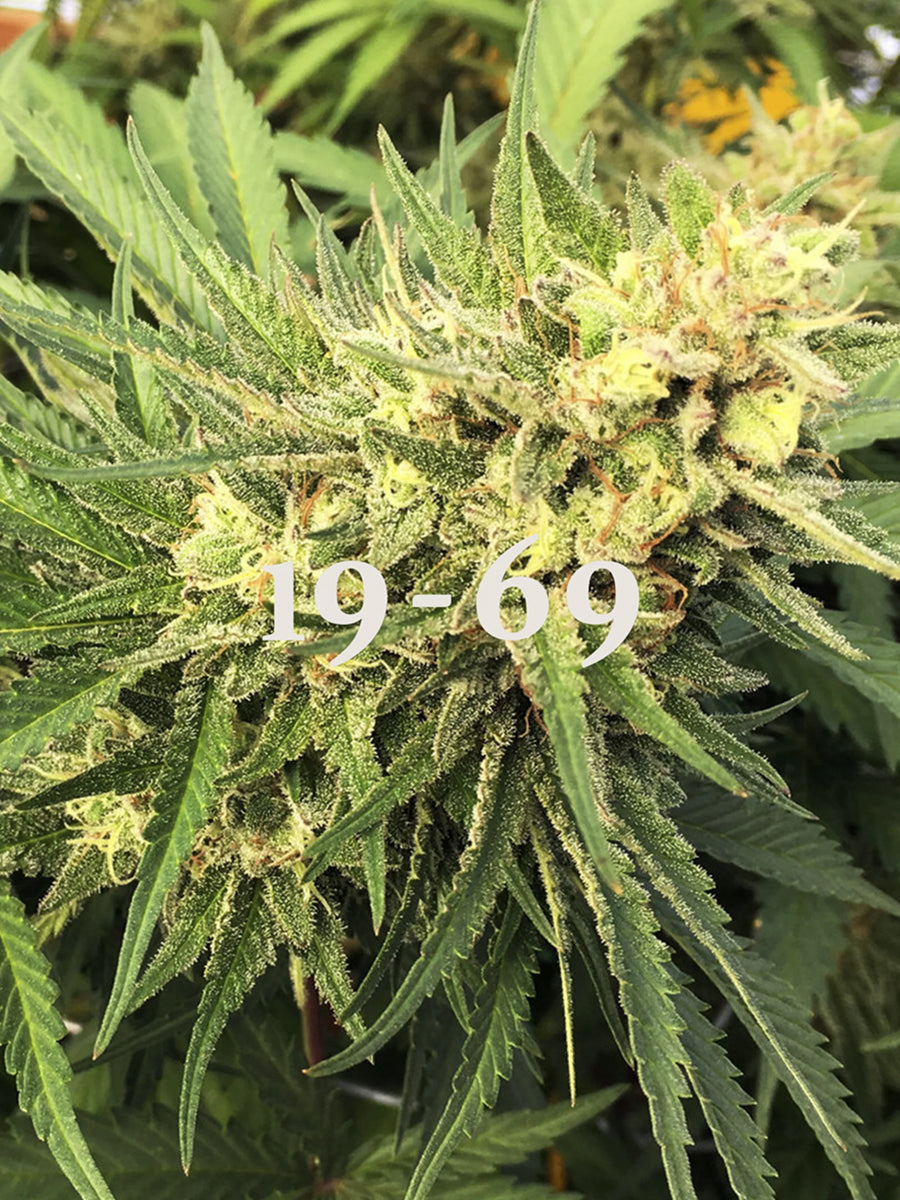 19-69